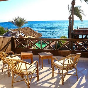 Penguin Village Dahab